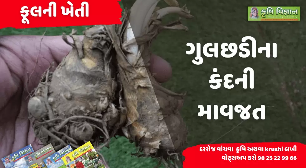 ફૂલ : ગુલછડીના કંદની માવજત